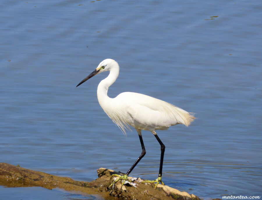 Balaruc oiseaux