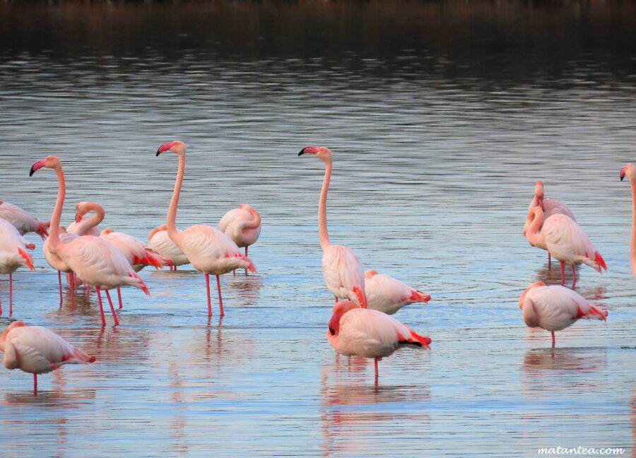 Flamants rose à l'étang de Thau
