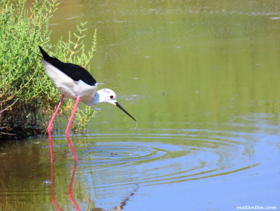 Ornithologie étang de Thau
