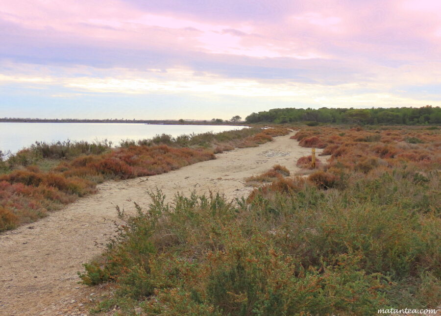 Bois des Aresquiers