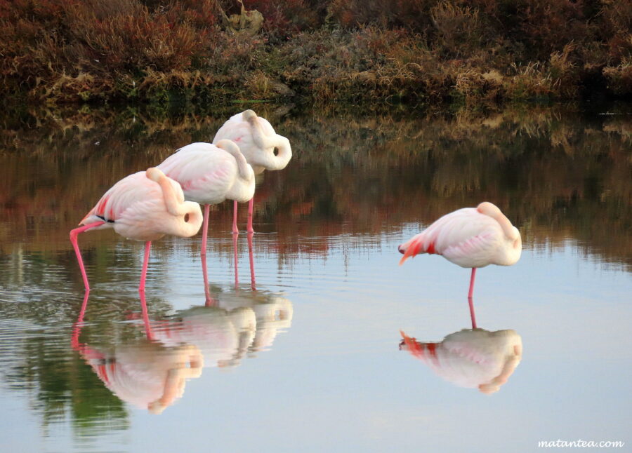 Flamants roses Frontignan