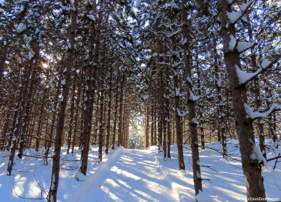 Ski de fond gratuit St-Félix