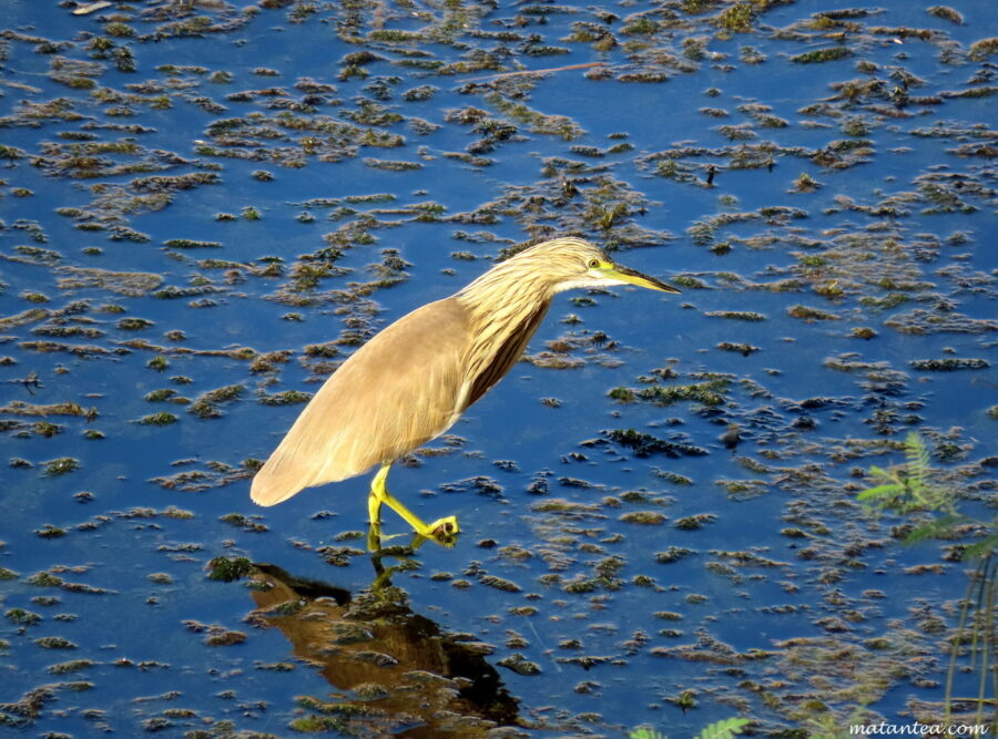 Oiseau au jardin botanique d'Assouan