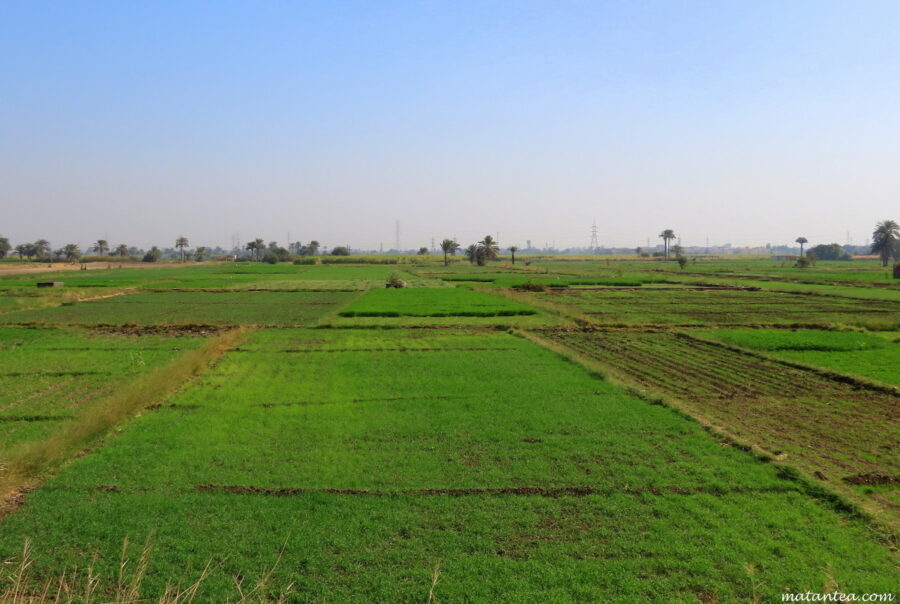 Rive ouest de Louxor et l'agriculture